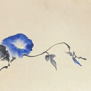 蒼